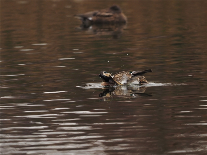 gGK,Baikal Teal